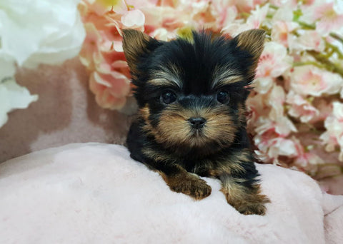 Teacup Yorkshire terrier Male [Ella] - Lowell Teacup Puppies inc