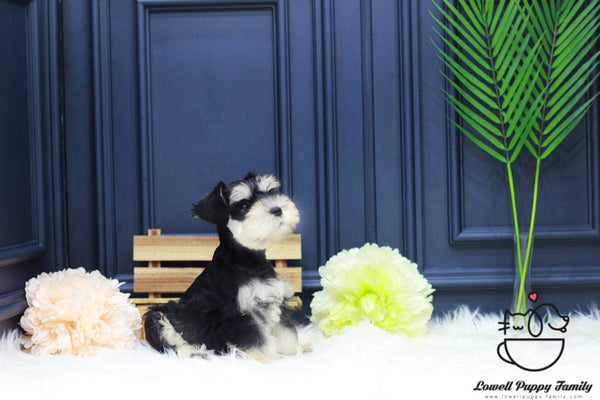 Schnauzer Male [Winston] - Lowell Teacup Puppies inc