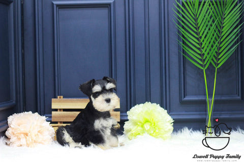 Schnauzer Male [Winston] - Lowell Teacup Puppies inc