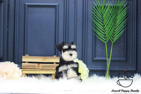 Schnauzer Male [Winston] - Lowell Teacup Puppies inc