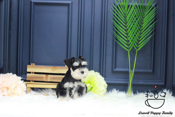 Schnauzer Male [Winston] - Lowell Teacup Puppies inc