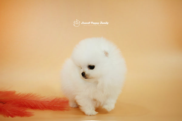 Teacup Pomeranian Famale [Momo] - Lowell Teacup Puppies inc
