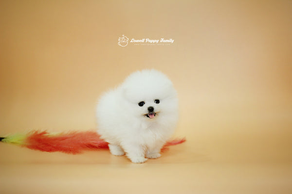 Teacup Pomeranian Famale [Momo] - Lowell Teacup Puppies inc