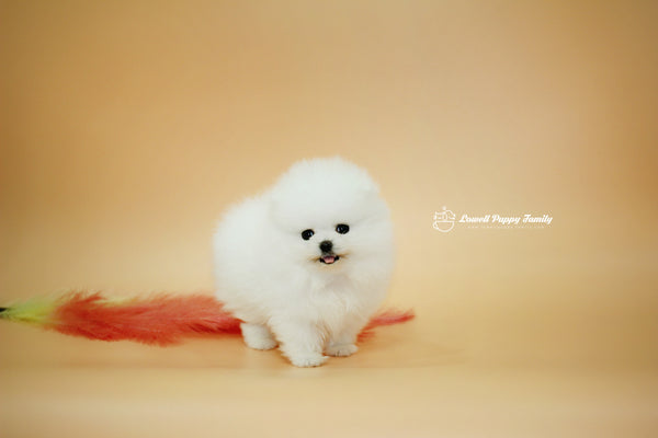 Teacup Pomeranian Famale [Momo] - Lowell Teacup Puppies inc