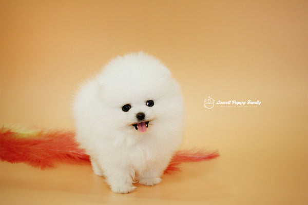 Teacup Pomeranian Famale [Momo] - Lowell Teacup Puppies inc