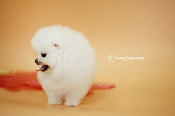 Teacup Pomeranian Famale [Momo] - Lowell Teacup Puppies inc