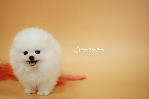 Teacup Pomeranian Famale [Momo] - Lowell Teacup Puppies inc