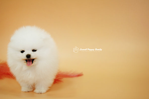 Teacup Pomeranian Famale [Momo] - Lowell Teacup Puppies inc