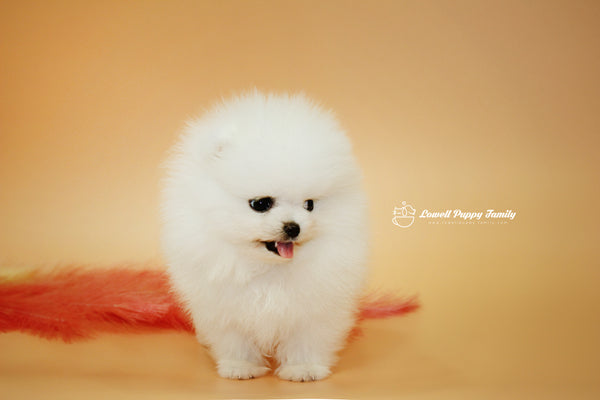 Teacup Pomeranian Famale [Momo] - Lowell Teacup Puppies inc