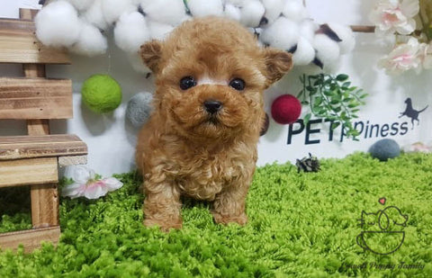 Woo William /Teacup Maltipoo Male [Poo] - Lowell Teacup Puppies inc