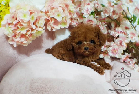 Ma Antonette Gauna / Teacup Maltipoo Female [Bambi] - Lowell Teacup Puppies inc