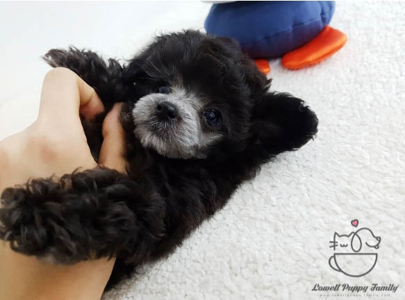 Karen Yamasaki / Teacup Poodle Female [Bella] - Lowell Teacup Puppies inc