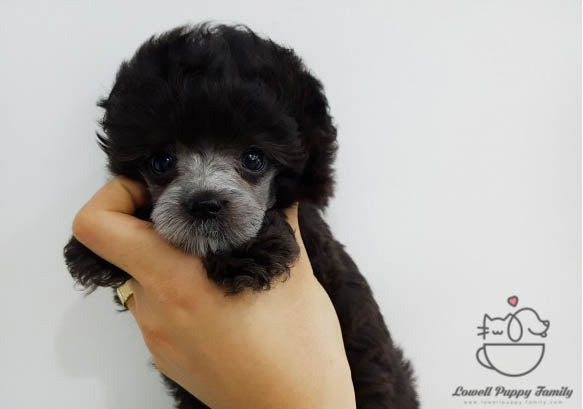 Karen Yamasaki / Teacup Poodle Female [Bella] - Lowell Teacup Puppies inc