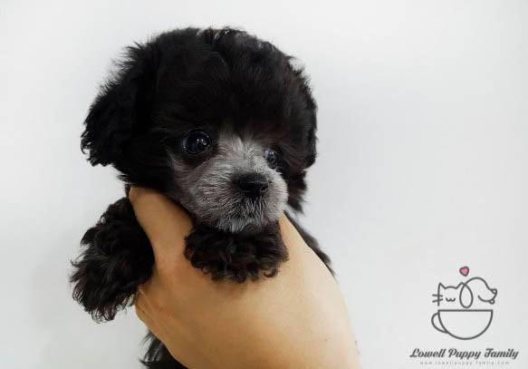 Karen Yamasaki / Teacup Poodle Female [Bella] - Lowell Teacup Puppies inc