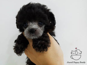 Karen Yamasaki / Teacup Poodle Female [Bella] - Lowell Teacup Puppies inc