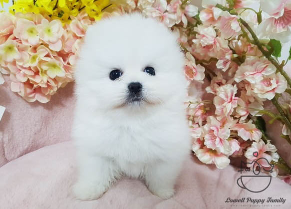 Thao Nguyen / Teacup Pomeranian Female [Luna] - Lowell Teacup Puppies inc