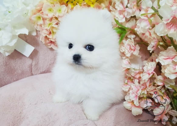 Thao Nguyen / Teacup Pomeranian Female [Luna] - Lowell Teacup Puppies inc