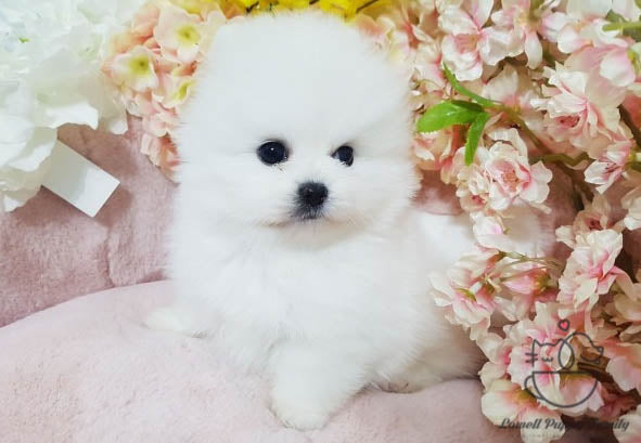 Thao Nguyen / Teacup Pomeranian Female [Luna] - Lowell Teacup Puppies inc