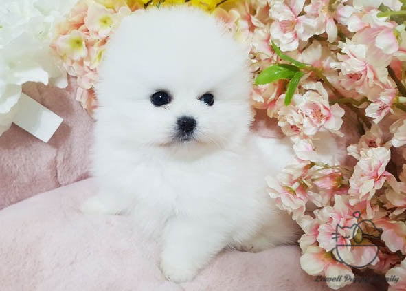 Thao Nguyen / Teacup Pomeranian Female [Luna] - Lowell Teacup Puppies inc