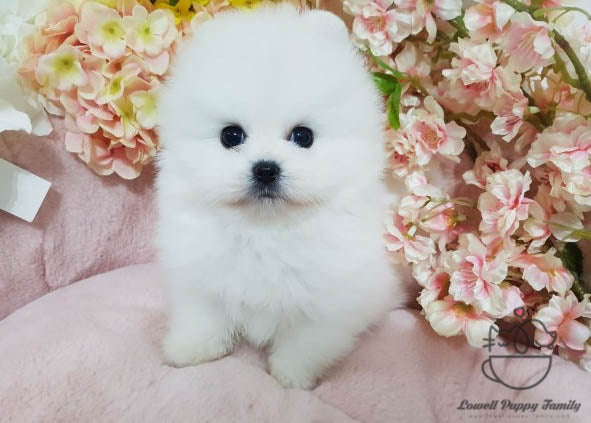 Thao Nguyen / Teacup Pomeranian Female [Luna] - Lowell Teacup Puppies inc