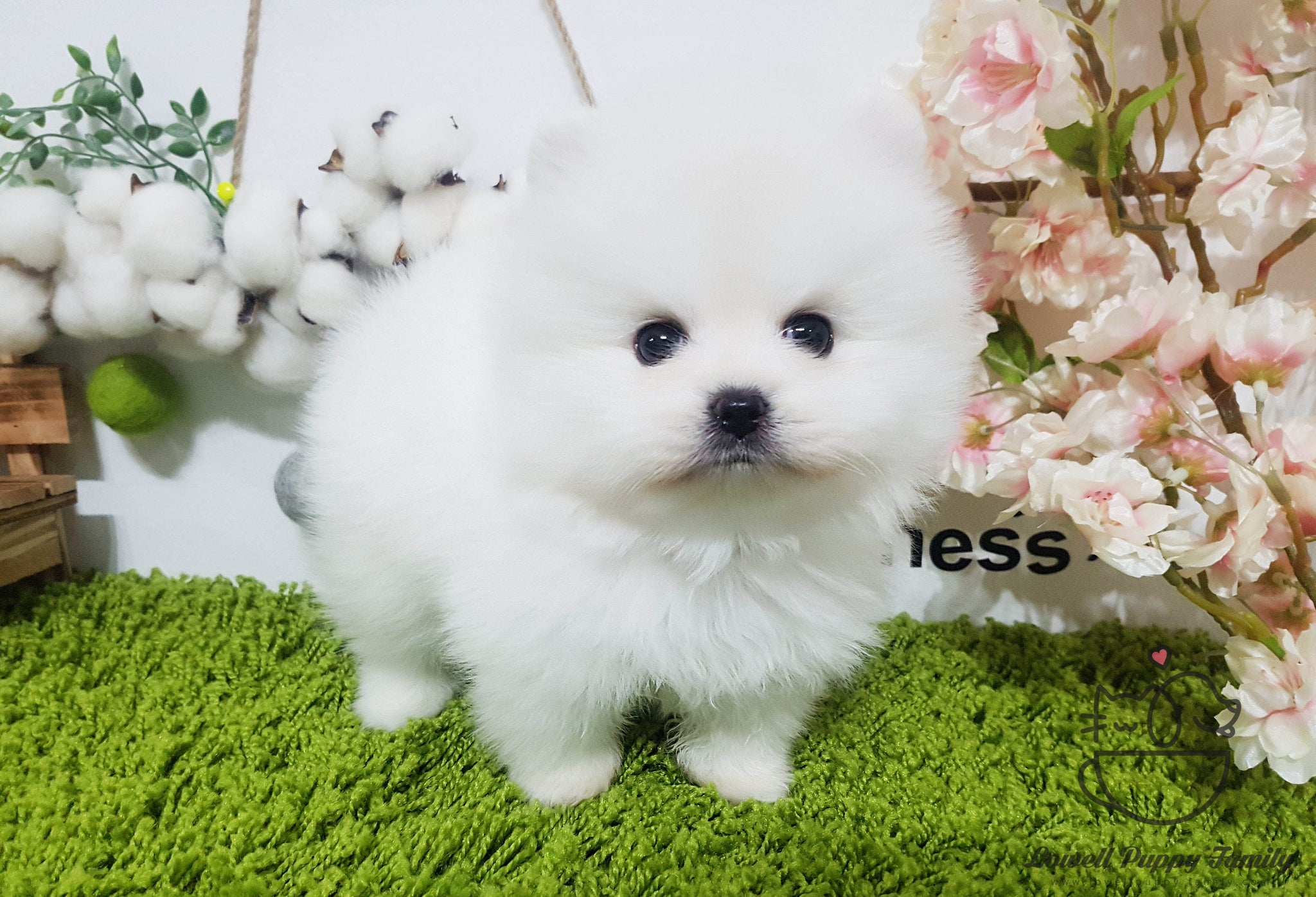 Teacup Pomeranian Male [Woody] - Lowell Teacup Puppies inc