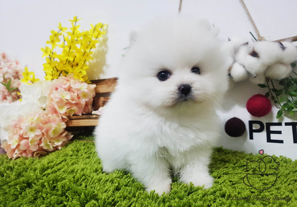 Teacup Pomeranian Male [Woody] - Lowell Teacup Puppies inc