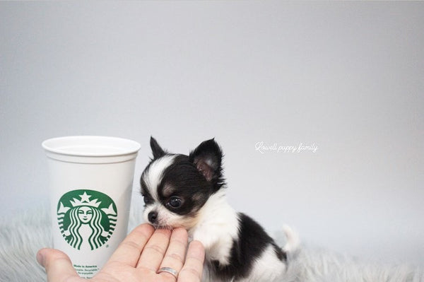 Ms /Teacup Chihuahua Male [Tiny] - Lowell Teacup Puppies inc
