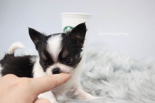 Ms /Teacup Chihuahua Male [Tiny] - Lowell Teacup Puppies inc