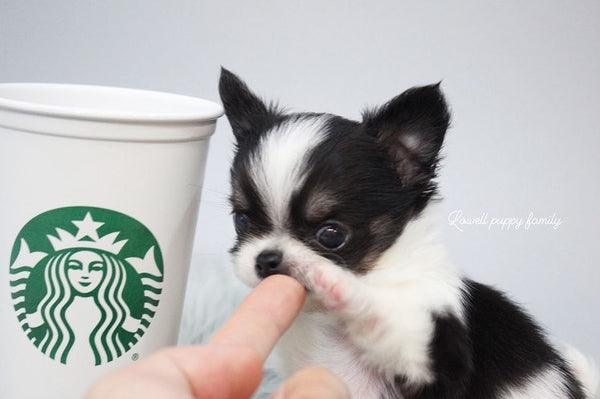 Ms /Teacup Chihuahua Male [Tiny] - Lowell Teacup Puppies inc