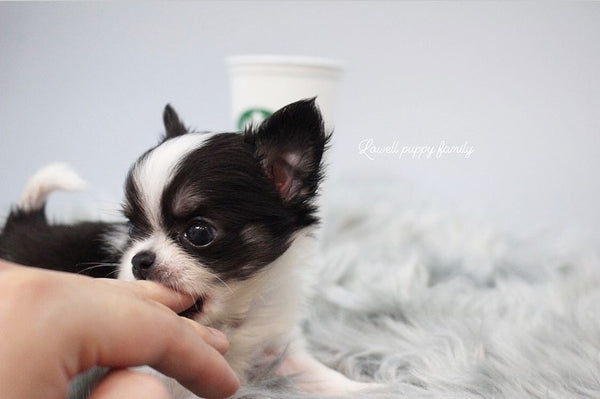 Ms /Teacup Chihuahua Male [Tiny] - Lowell Teacup Puppies inc