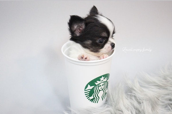Ms /Teacup Chihuahua Male [Tiny] - Lowell Teacup Puppies inc
