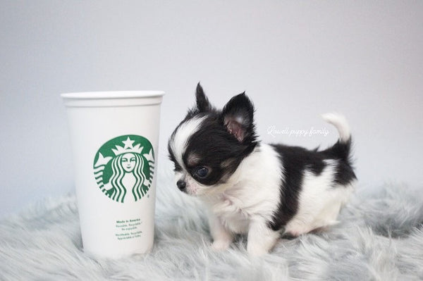 Ms /Teacup Chihuahua Male [Tiny] - Lowell Teacup Puppies inc