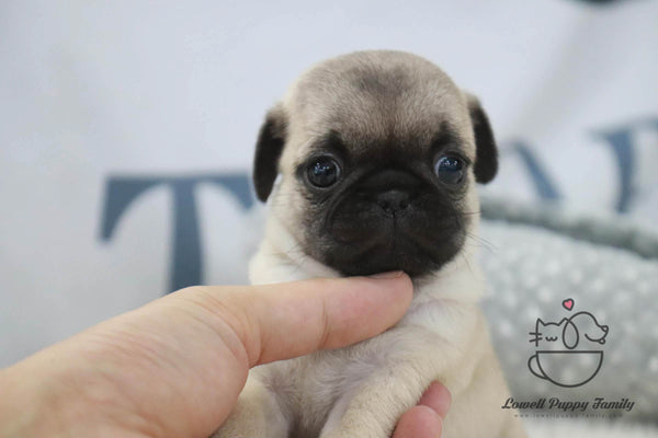 Teacup Pug Male [Goyard] - Lowell Teacup Puppies inc