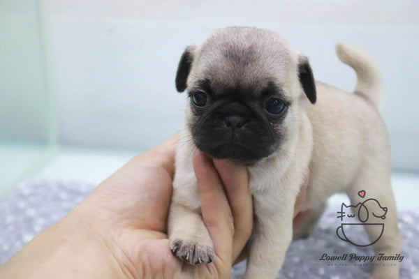 Teacup Pug Male [Goyard] - Lowell Teacup Puppies inc