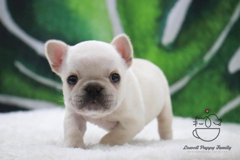 Teacup French Female [Hermes] - Lowell Teacup Puppies inc