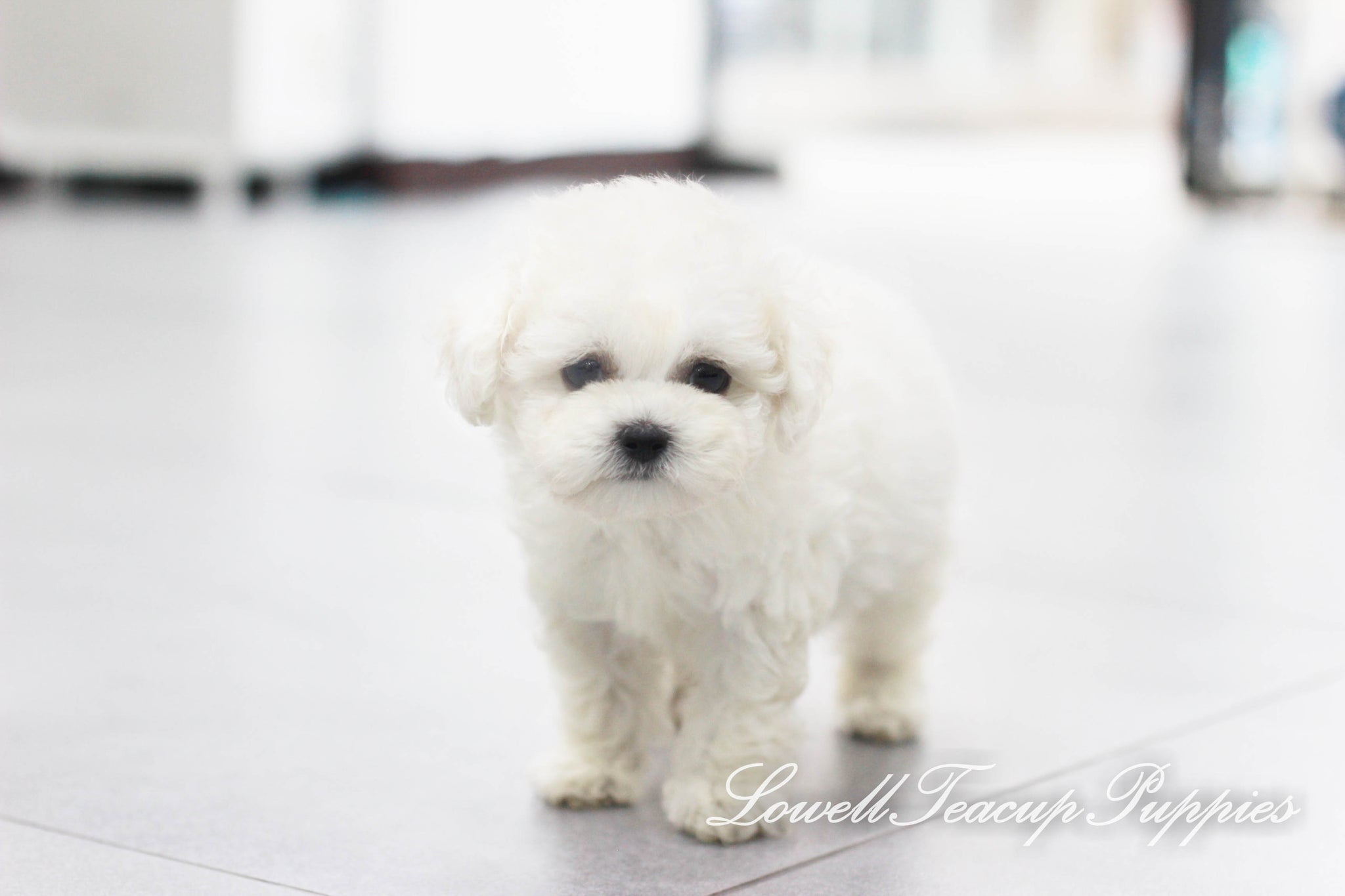 Teacup Bichon Female [Petit] - Lowell Teacup Puppies inc