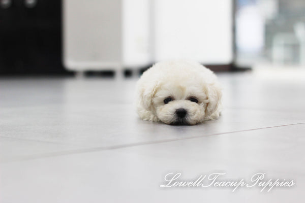 Teacup Bichon Female [Petit] - Lowell Teacup Puppies inc