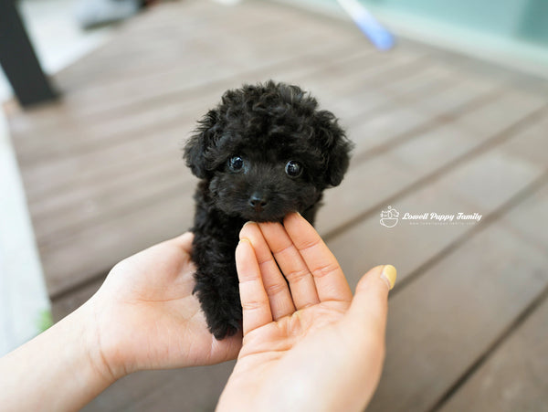 Teacup Poodle Female [Poppy] - Lowell Teacup Puppies inc