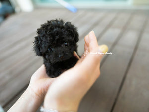 Teacup Poodle Female [Poppy] - Lowell Teacup Puppies inc