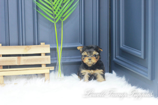 Teacup Yorkie Male [Jerry] - Lowell Teacup Puppies inc