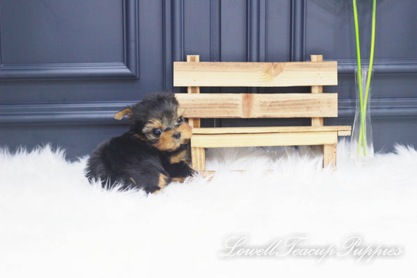 Teacup Yorkie Male [Jerry] - Lowell Teacup Puppies inc