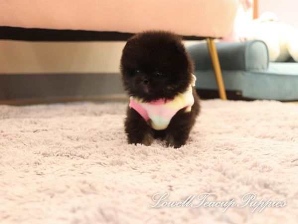 Teacup Pomeranian Female [Lucy] - Lowell Teacup Puppies inc