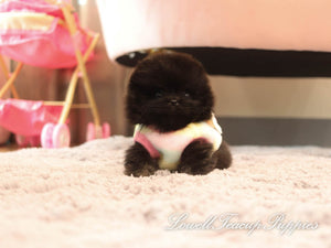 Teacup Pomeranian Female [Lucy] - Lowell Teacup Puppies inc