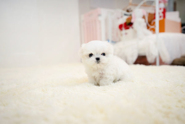 Teacup Maltese Male [Benjamin] - Lowell Teacup Puppies inc