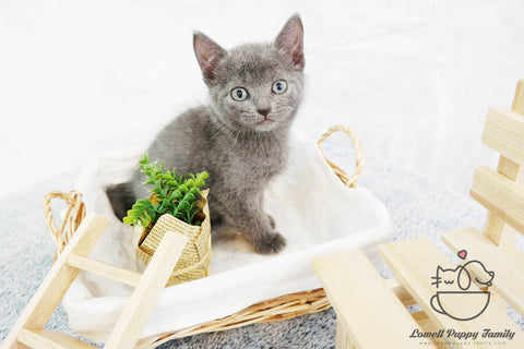 Russian Blue Male [Michiko] - Lowell Teacup Puppies inc