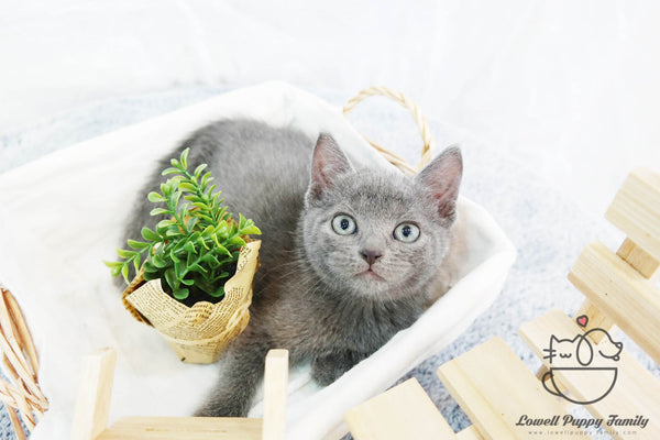 Russian Blue Male [Michiko] - Lowell Teacup Puppies inc