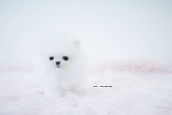 Xeuanny Soto / Teacup Pomeranian Female [Daisy] - Lowell Teacup Puppies inc