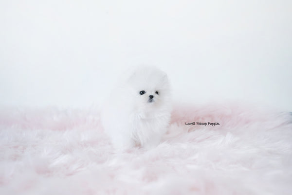 Xeuanny Soto / Teacup Pomeranian Female [Daisy] - Lowell Teacup Puppies inc