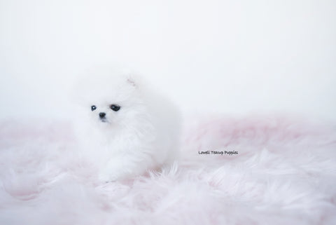 Xeuanny Soto / Teacup Pomeranian Female [Daisy] - Lowell Teacup Puppies inc