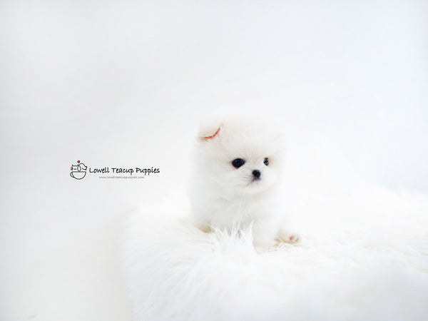 Teacup Pomeranian Male [Huracan] - Lowell Teacup Puppies inc